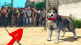 КАК ВЫЖИТЬ СОБАКЕ В ЗОМБИ АПОКАЛИПСИС! *ТРОЛЛИНГ С ЖИВОТНЫМИ* В ГТА 5 ОНЛАЙН (GTA 5 ONLINE)
