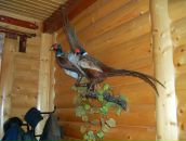 Петя Андриїшин фотография #14 (источник - https://vk.com/id59811466)