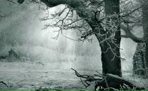 Фотография Кошелевой Елены