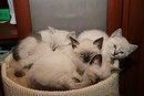 Діана Ставка фотография #34 (источник - https://vk.com/id166687039)