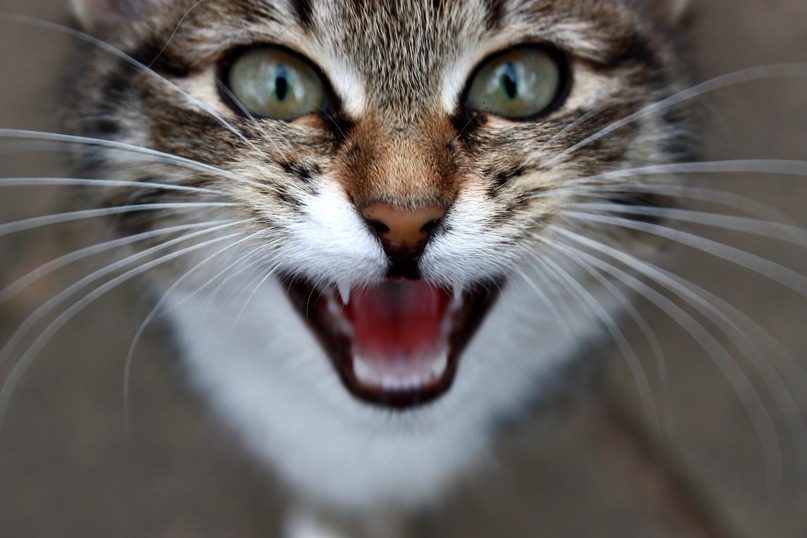 Juli Baeva фотография #23