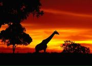 Фотография Иващенко Романа