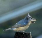 Фотография Крутова Андрея