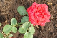 Рамиль Хамадеев фотография #39 (источник - https://vk.com/id4600244)