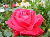 Марічка Івасишин фотография #29 (источник - https://vk.com/id61678763)