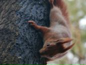 Євка Ес-Кар-Го фотография #32 (источник - https://vk.com/id63822917)