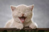 Фотография Железняк Ирины