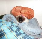 Фотография Харцхаевой Саглары