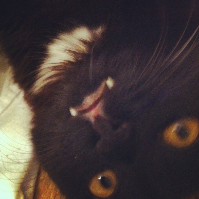 Нельсон Инсапов фотография #38