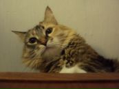 Фотография Трапезниковой Алёны