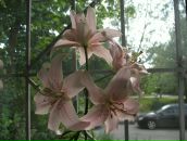 Фотография Шатуновой Олеси