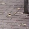 Ілона Пілянська фотография #5 (источник - https://vk.com/id146158078)