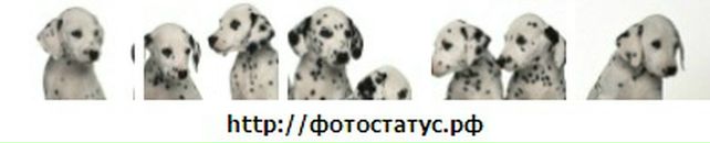 Роман Поліщук фотография #38 (источник - https://vk.com/id36440528)