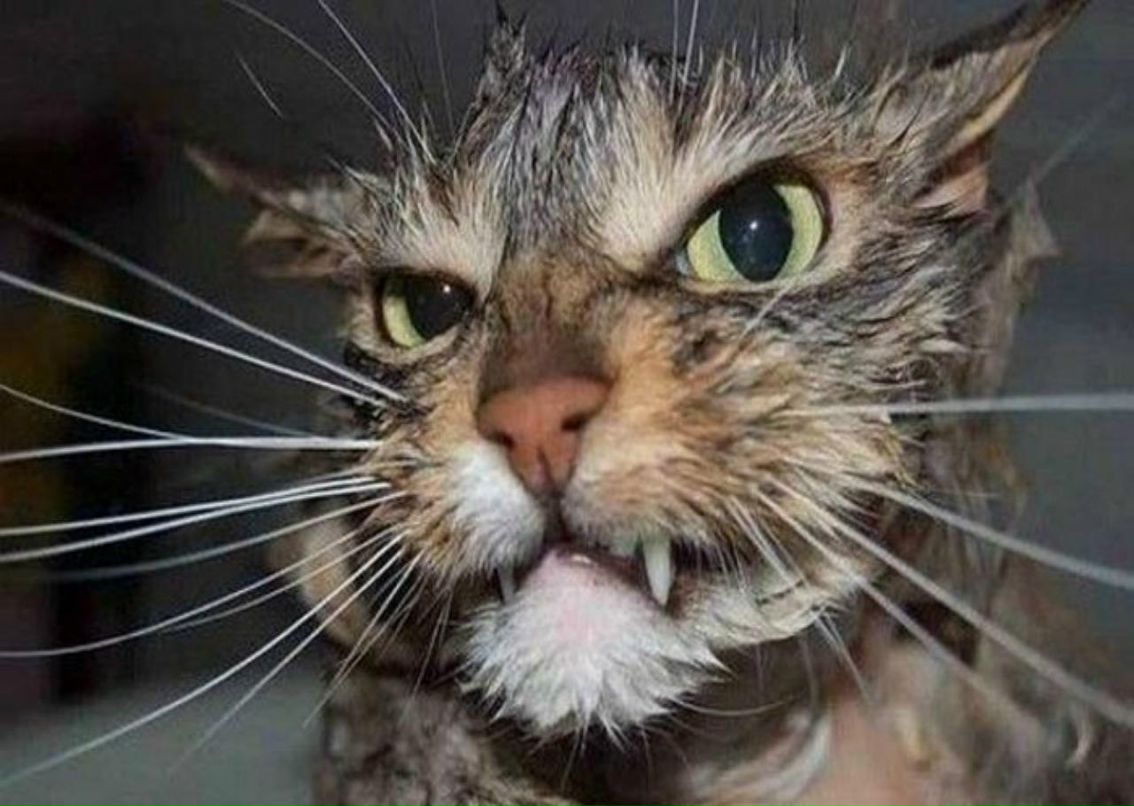 Сашко Хамло фотография #6