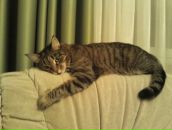 Фотография Липилина Фила