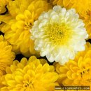 Adem Can фотография #12 (источник - https://vk.com/id147925207)