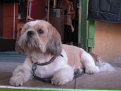 Фотография The-One Рамоны