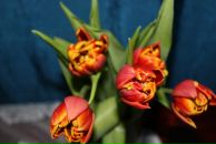 Фотография Нефёдовой Юлии