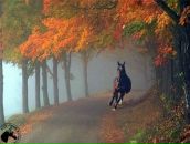 Анастасія Ch фотография #45 (источник - https://vk.com/id14537020)