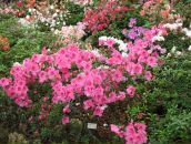 Alexey Dushen фотография #31 (источник - https://vk.com/id670180)