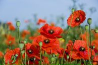 Фотография Дашкевич Галины