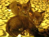 Дмитрий Озябкин фотография #29 (источник - https://vk.com/id669617)