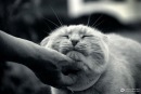 Фотография Цыбульской Елены