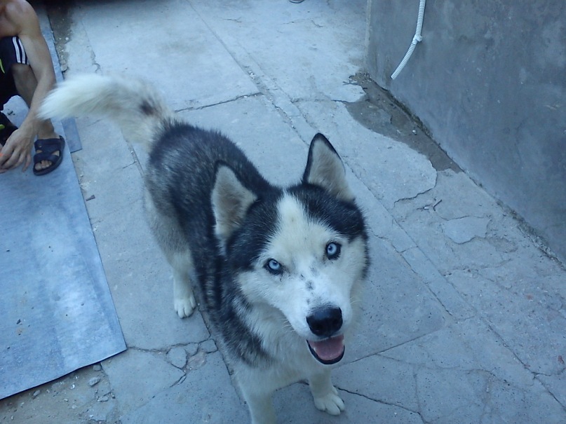 Ромчик Кушнир фотография #38