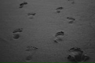 Фотография Кушнира Алексея