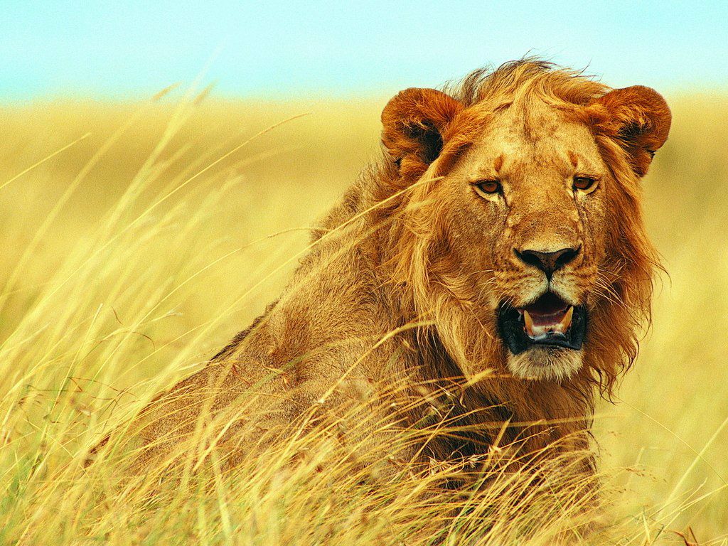 Сергей Линев фотография #7