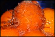 Фотография Максимовой Яны