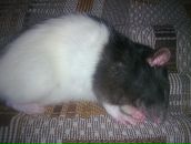 Фотография Пиминовой Надежды