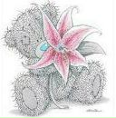 Фотография Кочетовой Варвары