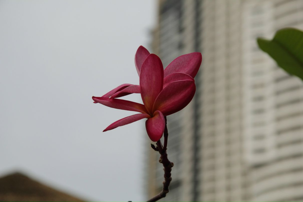 Дмитрий Симонов фотография #16