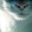 Фотография Ross Alena