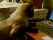 Фотография Петренко Павла