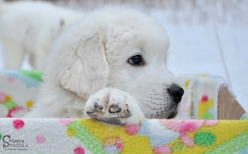 Sandra Kaleja фотография #22