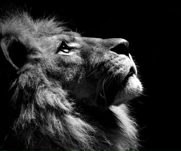 Net Menja фото №4