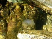 Віктор Копінський фотография #48 (источник - https://vk.com/id10115601)