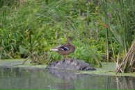 Константин Басалаев фотография #33 (источник - https://vk.com/id257097)