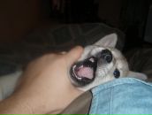 Фотография Кошмана Виктора