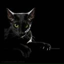 Фотография Сидоровой Екатерины