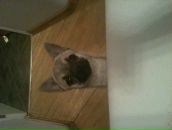 Фотография Майоровой Полины