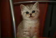 Фотография Михалёва Михаила