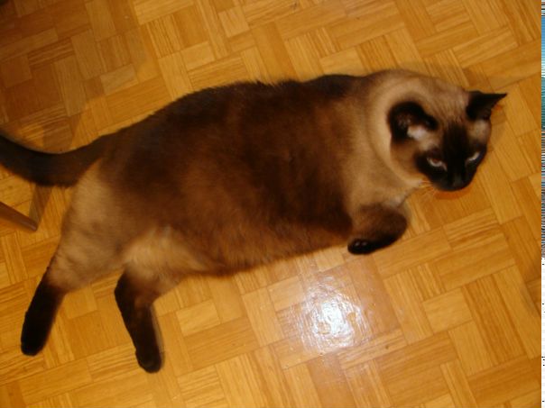 Элла Сумина фото №50