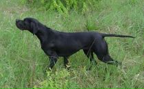 Фотография Мертвой Светланы