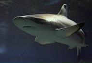 Фотография Иванова Бориса