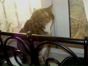 Severe Toy фотография #34 (источник - https://vk.com/id2681651)