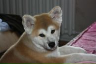 Фотография Алабугин Дмитрий