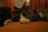 Фотография Яковлева Алексея